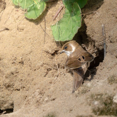 Nikon magazine - How to film wildlife at home with Hannah Stitfall